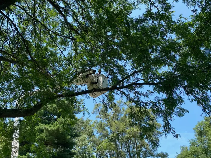 Looking up at a bucket raised into the canopy of a large yard tree against a blue sky