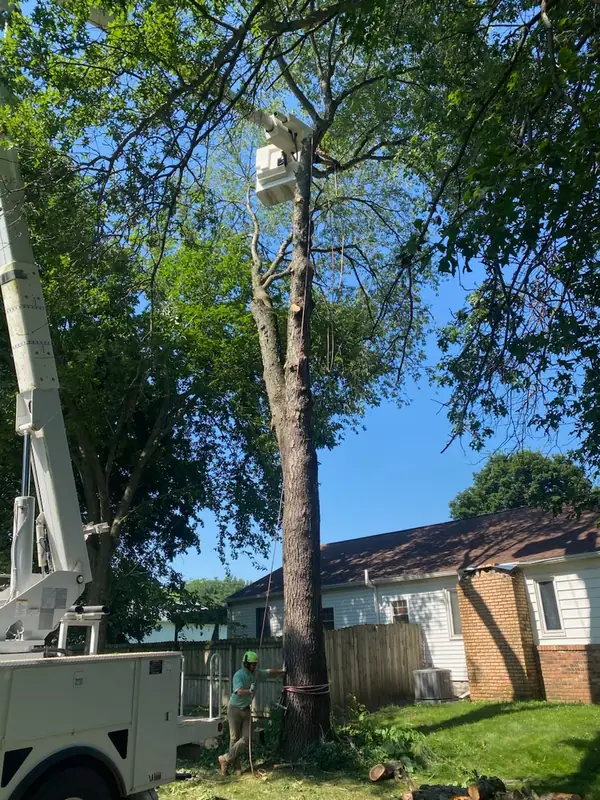 Bucket truck working the tall bare trunk of a tree standing right beside a brick house