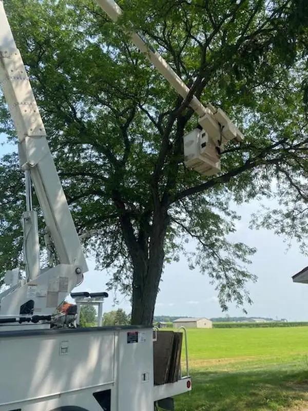 White bucket truck with its boom raised into a large, full maple