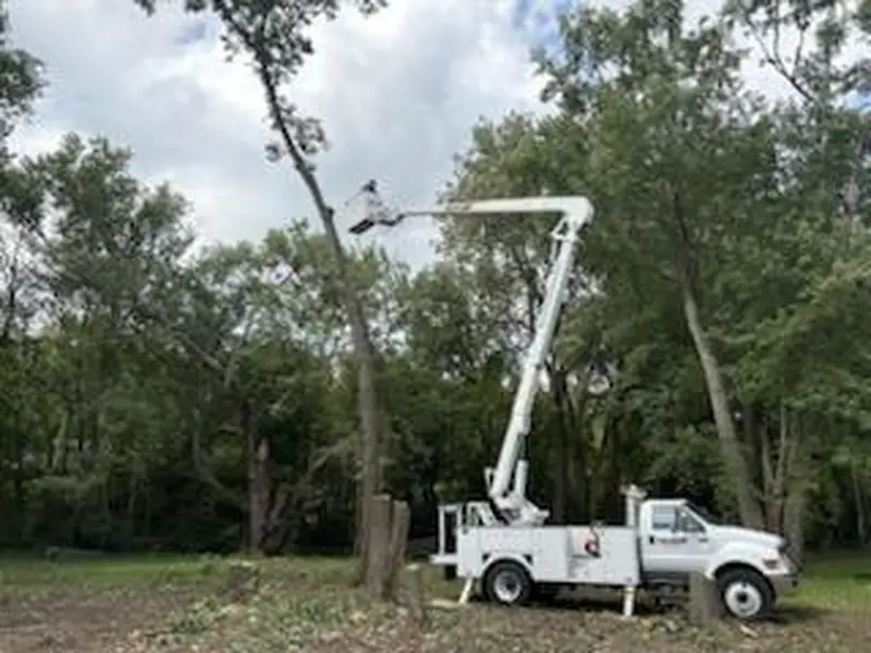 White bucket truck reaching a tall tree in a wooded lot