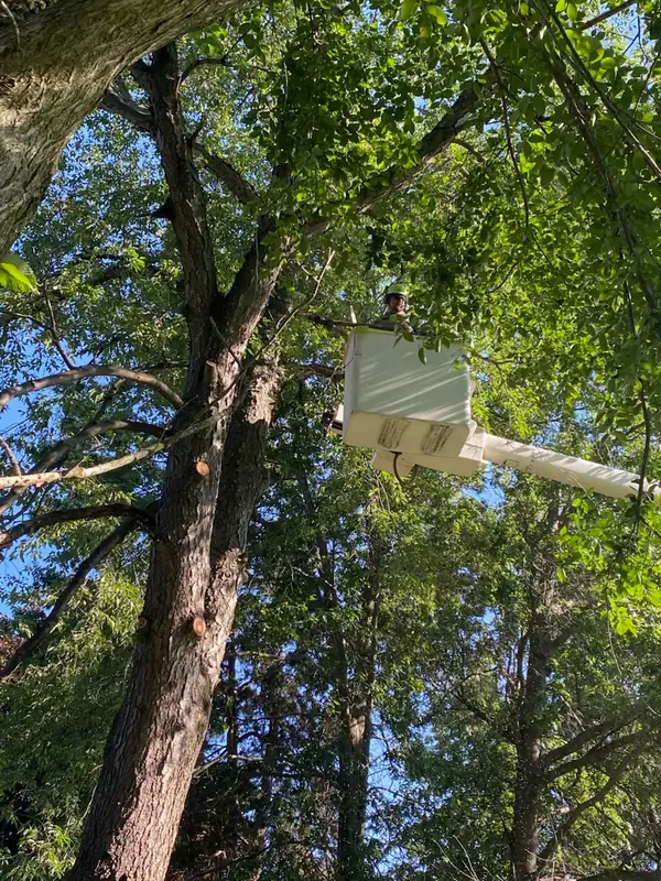 Bucket raised up under the canopy of a tall tree next to its trunk