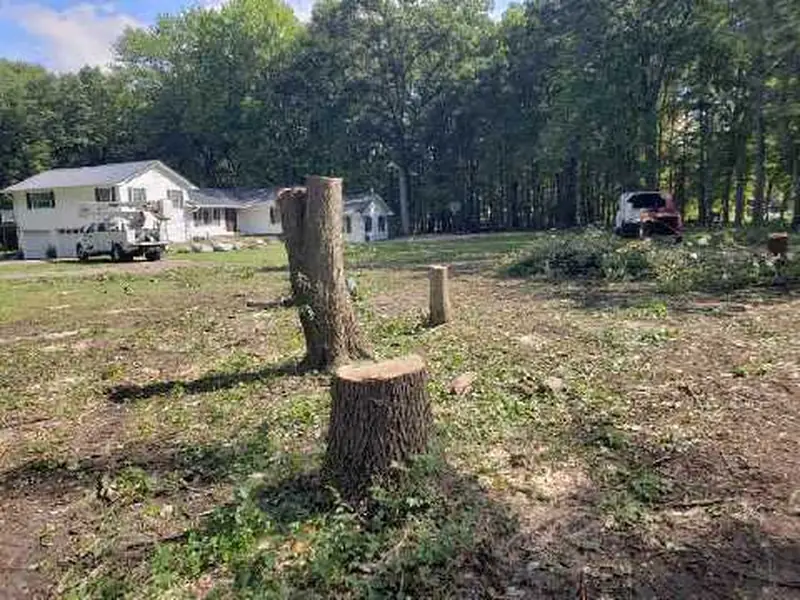 A wooded lot cleared down to tall stumps with a line of trees left standing at the back