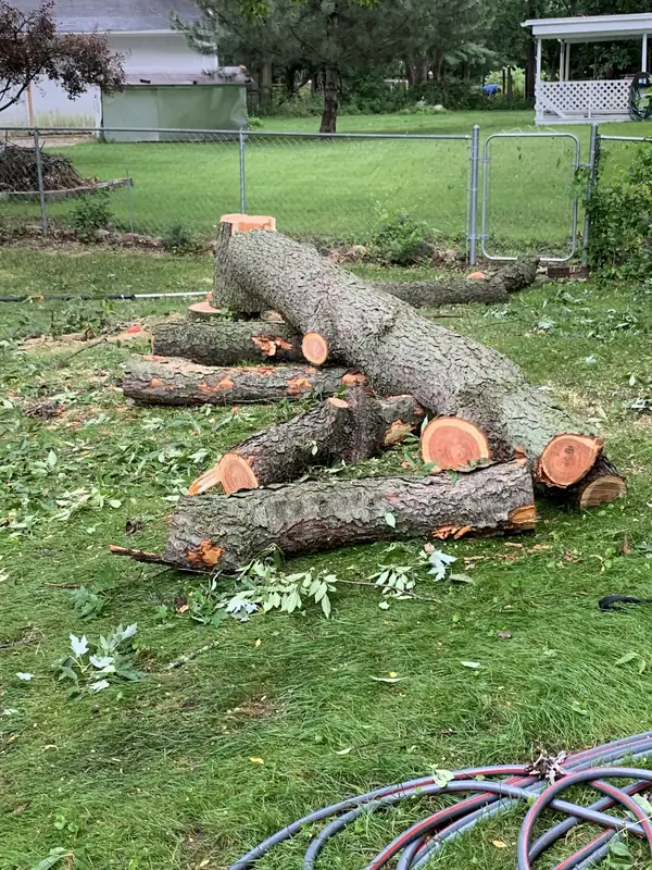 Trunk rounds and limbs from a removed tree lying in a fenced backyard