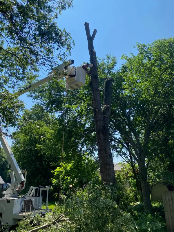 Bucket raised beside the bare top of a dead tree partway through removal