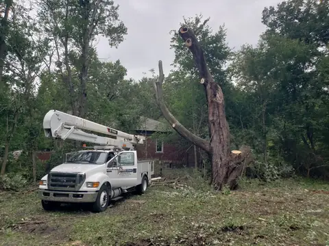 Bucket truck parked beside a dead, split trunk being taken down