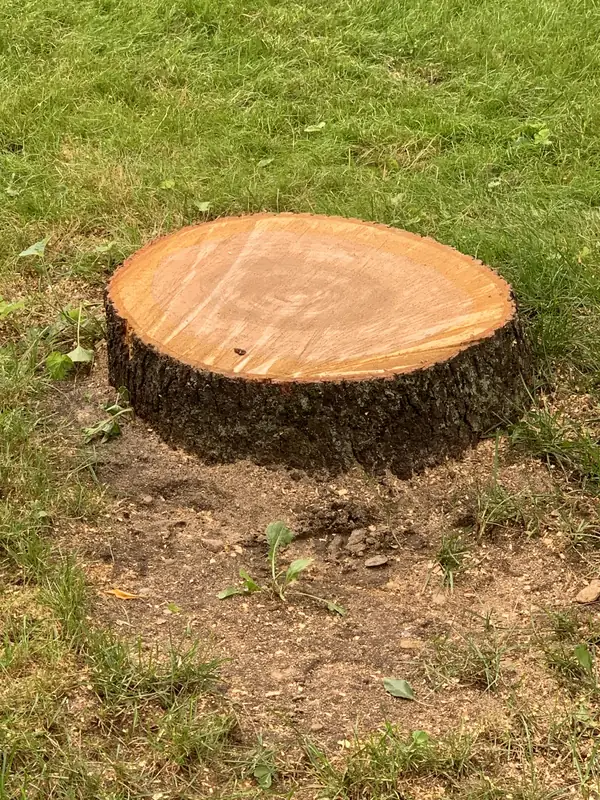 Freshly cut stump sitting in a lawn before grinding