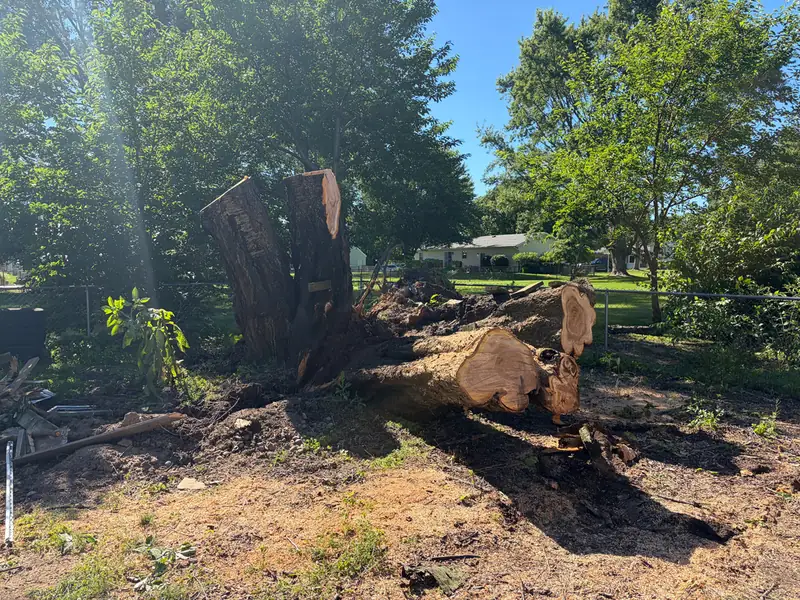 A large cut stump with its root ball torn up out of the soil after a tree came down