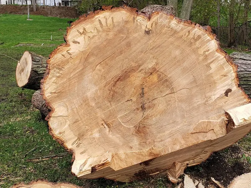A freshly cut round from a large trunk lying on the grass, showing the growth rings