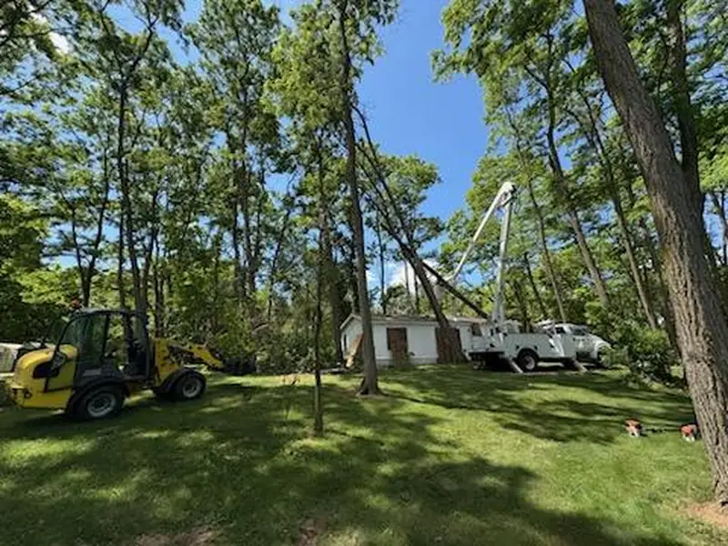 Yellow compact loader and a bucket truck working among tall trees in a wooded yard