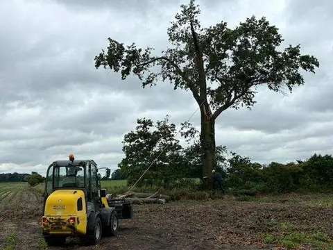 Loader clearing brush from around a lone oak at the edge of a field