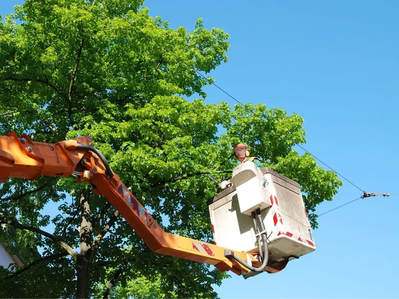 Crew member in an orange boom bucket trimming a full green canopy