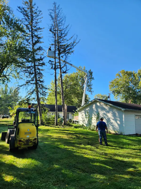 Compact loader in a yard beside two tall dead pines being taken down