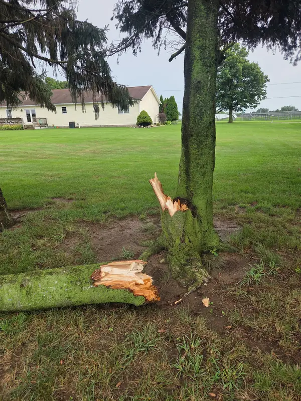 Yard tree trunk snapped and splintered a few feet above the ground