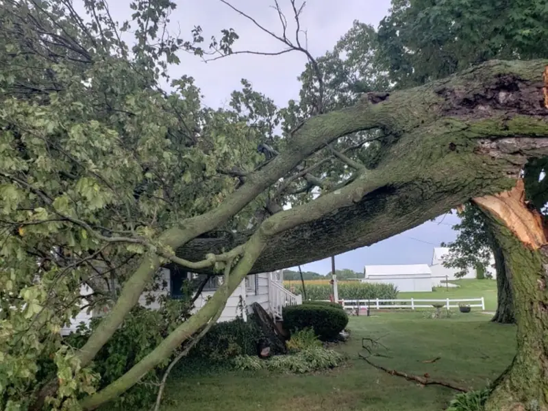 A large limb torn off at the trunk by high wind, splintered wood exposed