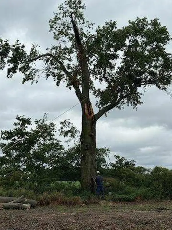 Tall tree with a long vertical split in the trunk, a person standing at its base for scale