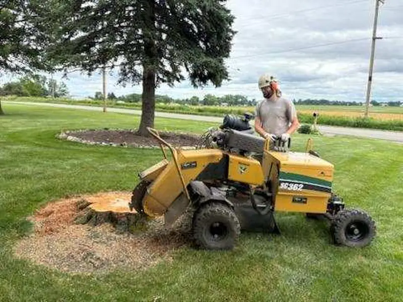 Operator running a yellow stump grinder on a front-yard stump