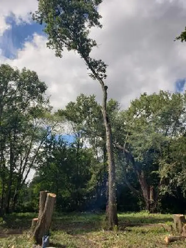 Two tall, slender trees left standing over a freshly cleared patch of ground